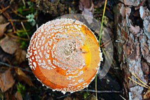 Top view of the poisonous mushroom fly agaric