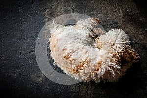 Top view of poodle dog sleeping on the black flooring background. Animal pet concept. Dark tone