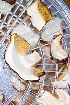 Top view of porcini mushrooms in the dehydrator