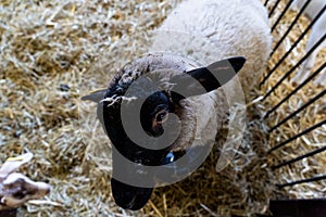 top view portrait of a black faced sheep inside barn, shed