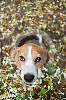 Top view, portrait of cute tri-color beagle dog sitting on leaves fall  floor ,focus on eye with a shallow depth of field