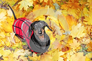 Top view  portrait of a dachshund dog, black and tan, in a red sweater stands on the ground full of fall autumn leaves