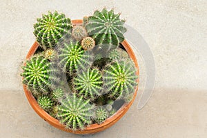 Top view of a pot full of cactus succulent plant, Gymnocalycium