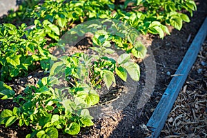 Top view potato plants growing on wooden raised bed with rich compost and mulch at community garden near Dallas, Texas