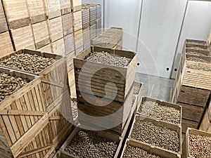 Top view of a potato storage. Refrigerated cold warehouse for potatoes and onions with wooden boxes.
