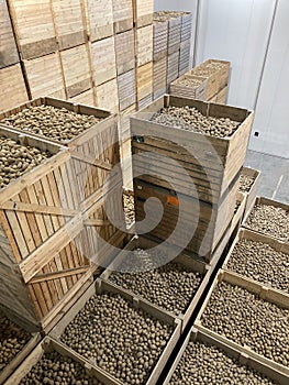 Top view of a potato storage. Refrigerated cold warehouse for potatoes and onions with wooden boxes.