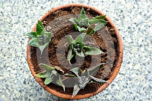 Top view of a potted lacy aloe plant with coffee grounds as fertiliser