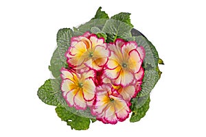 Top view of potted `Primula Acaulis Scentsation` primrose flowers on white background