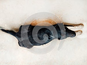 Top view of Pregnant black dog on floor