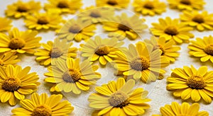 Pressed yellow daisies arranged on light canvas from top view natural botanical background
