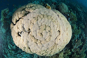 Top view of a pristine bubble coral formation.