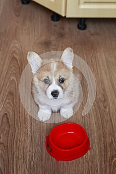 Top view of the puppy the Corgi sits on the floor next to an empty bowl and looks at the owner with a hungry devoted look