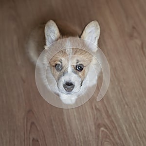 top view of the Corgi sits on the floor and stares devotedly at its owner