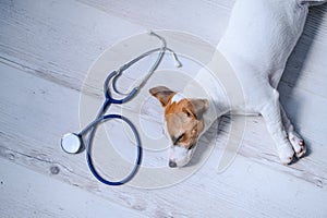 Top view of a puppy lying on a wooden floor and a phonendoscope. Sick dog Jack Russell Terrier and a stethoscope. Work