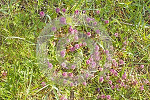 Top view of purple dead-nettles or red dead-nettles