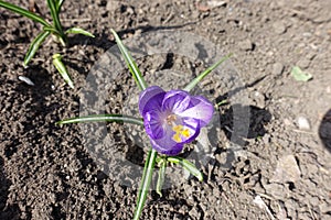 Top view of purple flower of Crocus vernus in March