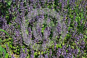 Top view of purple flowers of decorative moss