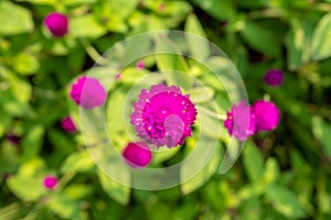 Top view of purple globe amaranth flower on blurred green leaf background