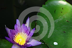 Top view, purple lotus flower, yellow pollen blooming in pond, selective focus, beautiful lotus leaf background.