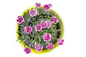 Top view of purple mini carnation dianthus in colorful flower pot