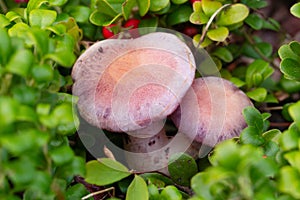 Top view of purple mushrooms growing in creeping bearberries