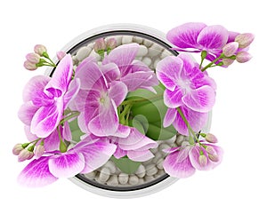 Top view of purple orchid flower in glass vase isolated on white
