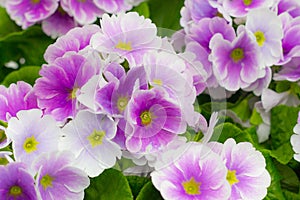 Top view of purple Primula flowers in bloom