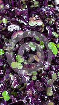 Top view of purple radish. Microgreen superfood close up. Modern restaurant cuisine concept. Healthy lifestyle