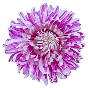 Top view of a purple and white flower isolated on white background.