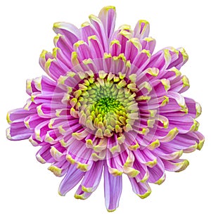 Top view of a purple and white flower isolated on white background.