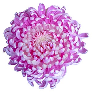 Top view of a purple and white flower isolated on white background.