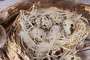 Top view of quail eggs in the nest. Near feathers and trees. Diet product and organic food. Homemade quail eggs close up view. The