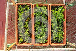 Top view of a radish crop in an urban garden with a structure of reeds and nets to protect them from birds. Healthy food