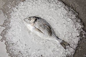 top view of raw gilt-head bream on crushed ice and on concrete surface