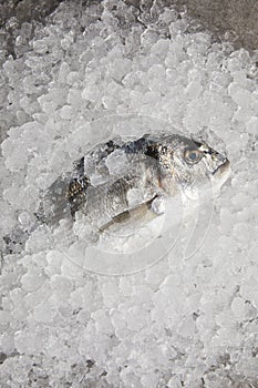 top view of raw gilt-head bream incrushed ice