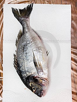 Top view of raw gilt-head bream on paper on table
