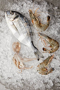 top view of raw gilt-head bream and prawns on crushed ice