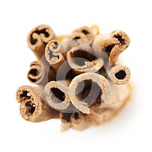 Top view of Raw Organic Cinnamon sticks (Cinnamomum verum). photo