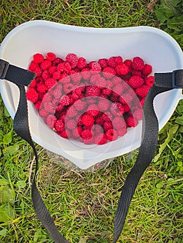 Top view of raw raspberry in plastic berry picking container. Farm basket on green grass