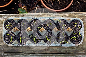 Top view of recycled egg box used as seedling planter outside on garden bench. Save money, recycle and reuse to reduce waste and