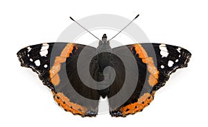 Top view of a Red Admiral butterfly, Vanessa atalanta