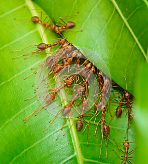 Top view of red ant army are buliding nest