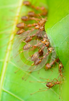Top view of red ant army are buliding nest by use leaf