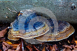 Top view of a red belt conk, also known as fomitopsis pinicola or stem decay fungus