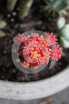 Red Bulbed Cactus Top View photo