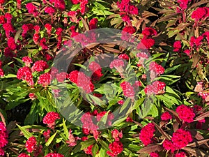 Top view of red cockscomb Celosia argentea