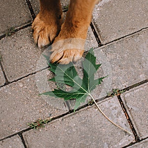 Top view of red dog legs standing on a green leaf