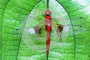 Top view red dragonfly catching on green with white leaf nature insect outdoor macro background