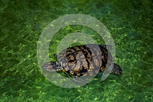 Top view of red-eared turtle on green abstract water background. Beautiful wallpaper of a slider turtle floating in the water.