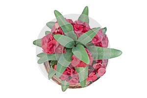 Top view of Red Euphorbia milli or Crown of Thorns flower in pot isolated on white background.